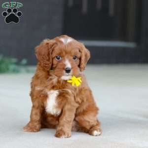 Mr. Bentley, Cavapoo Puppy